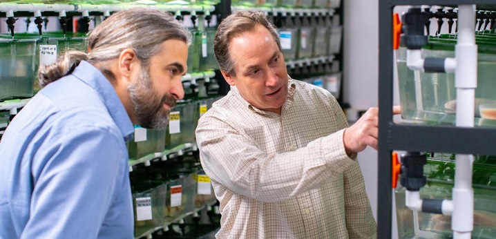 Jeramiah Smith, left, and Randal Voss announced today that they have assembled the genome of the axolotl, a salamander with a remarkable capacity for regeneration.