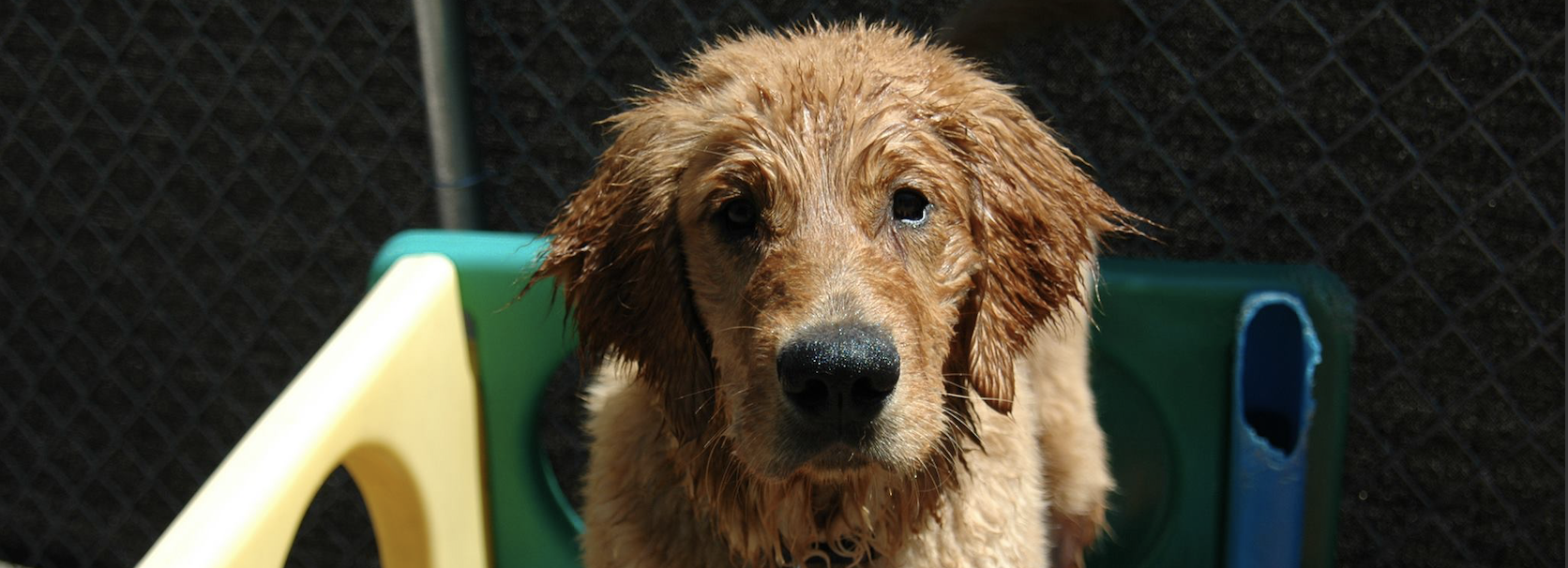 Baby Cooper, UK Therapy Dog