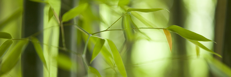 Green bamboo leaves