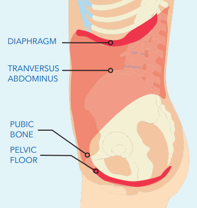 Pelvic-floor diagram