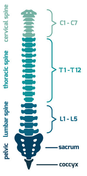 Spinal Column diagram with labels